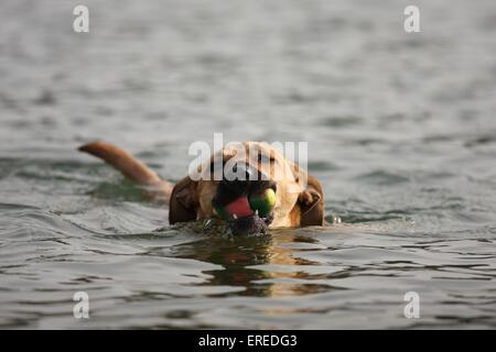 riproduzione di mongrel Foto Stock