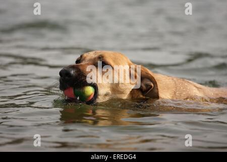 riproduzione di mongrel Foto Stock