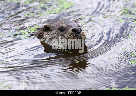 Lontra nuotare in acqua REGNO UNITO Foto Stock