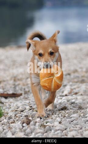 Mongrel cucciolo Foto Stock