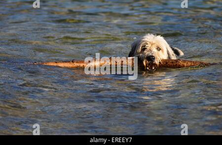 riproduzione di mongrel Foto Stock
