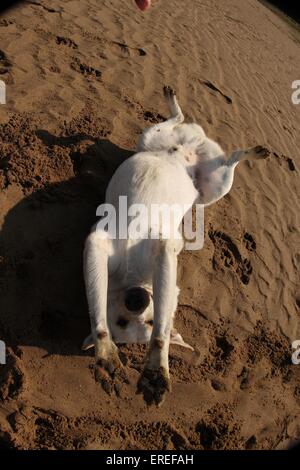 Mongrel mostra trucco Foto Stock