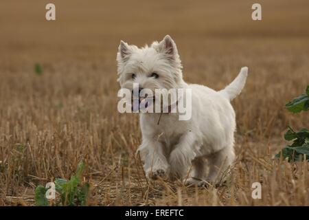 Riproduzione di West Highland White Terrier Foto Stock