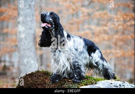 English Cocker Spaniel Foto Stock