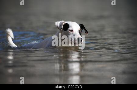 Nuoto Jack Russell Terrier Foto Stock