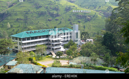 Mackwoods labookellie tea factory e di centro di tè a labookellie Foto Stock