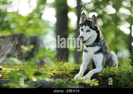 Giacente Siberian Husky Foto Stock