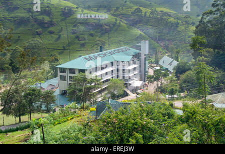 Mackwoods labookellie tea factory e di centro di tè a labookellie Foto Stock