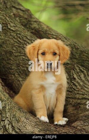 Cucciolo di Toller Foto Stock