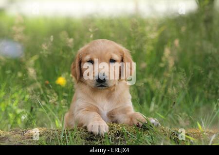 Golden Retriever cucciolo Foto Stock