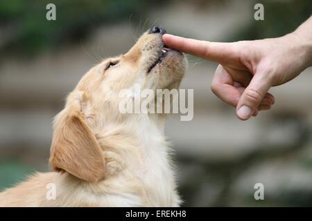 Golden Retriever cucciolo Foto Stock