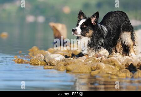 Australian-Shepherd-Border-Collie-Mongrel Foto Stock