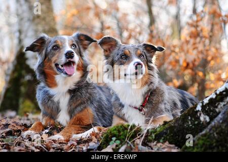 2 Border Collies Foto Stock