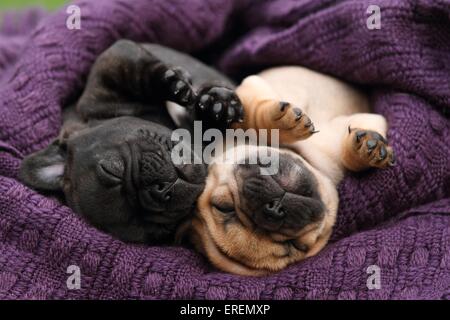 Bulldog francese cuccioli Foto Stock