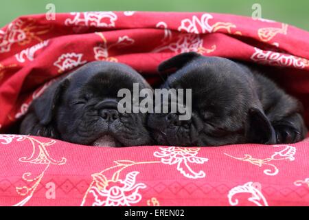 Bulldog francese cuccioli Foto Stock