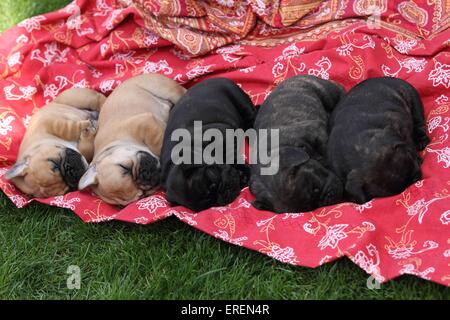 Bulldog francese cuccioli Foto Stock