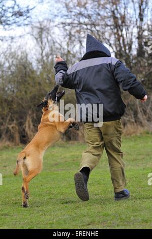 Malinois Foto Stock