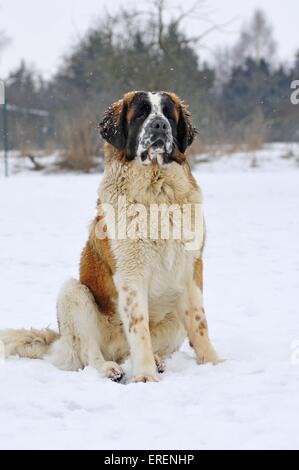 Cane da guardia di Mosca Foto Stock