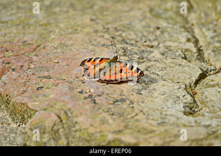 Peacock pansy butterfly, butterfly, scaldandosi, arancio, strisce nere Foto Stock