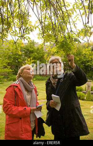 Due donne anziane esaminando un salice piangente albero in un giardino in Hampshire, Regno Unito. Foto Stock