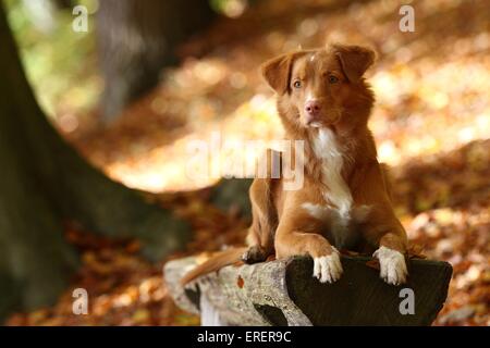 toller bugiardo Foto Stock