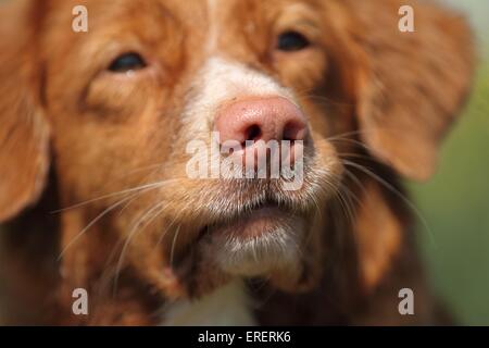 naso di Toller Foto Stock