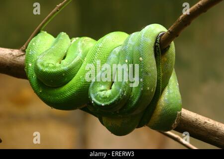 serpente Foto Stock