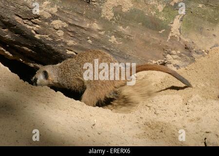 Meerkat Foto Stock