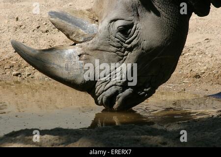 Quadrati di rinoceronte a labbro Foto Stock
