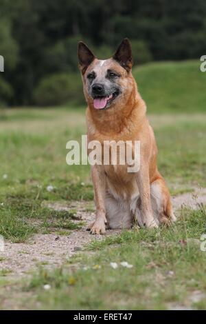 Udienza Miniature pinscher Foto Stock