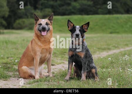 2 Australian bovini cani Foto Stock