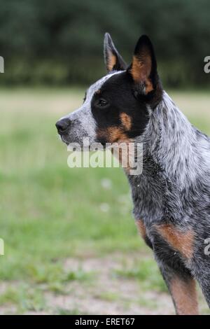 Giovani Miniature pinscher Foto Stock