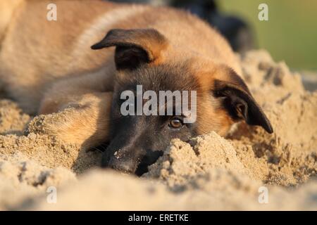 giovani Malinois Foto Stock