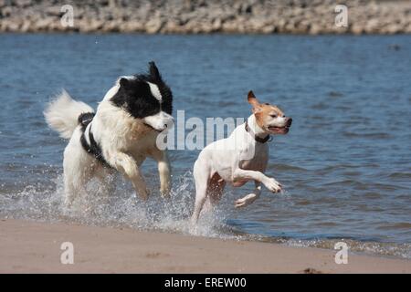 cani di funzionamento Foto Stock