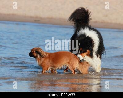 2 cani Foto Stock