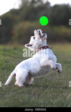 Riproduzione di West Highland White Terrier Foto Stock