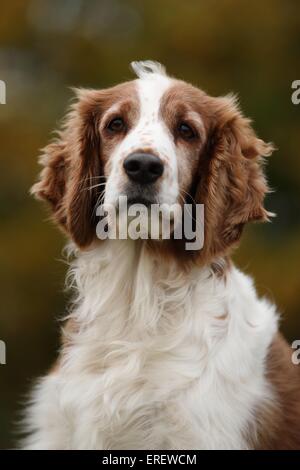 Welsh Springer Spaniel ritratto Foto Stock