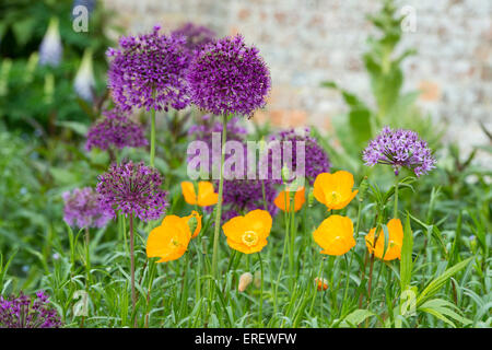 Meconopsis cambrica. Welsh papaveri tra Allium viola sensazione fiori in un giardino inglese Foto Stock