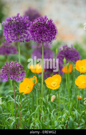 Meconopsis cambrica. Welsh papaveri tra Allium viola sensazione fiori in un giardino inglese Foto Stock