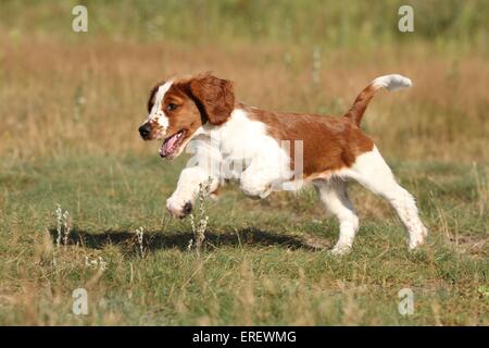 Welsh Springer Spaniel cucciolo Foto Stock