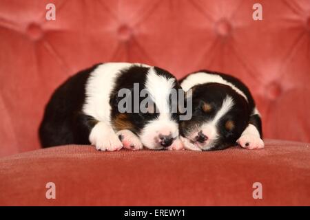 Australian Shepherd Neonati Foto Stock