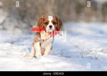 Cavalier King Charles Spaniel cucciolo Foto Stock