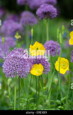 Meconopsis cambrica. Welsh papaveri tra Allium viola sensazione fiori in un giardino inglese Foto Stock