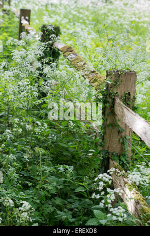 Split cancellata o recinzione di registro circondato da mucca prezzemolo nella campagna inglese. Cotswolds, Gloucestershire, Inghilterra Foto Stock