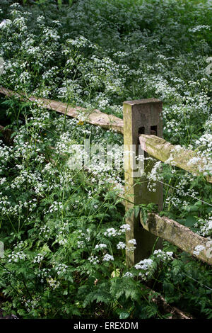 Split cancellata o recinzione di registro circondato da mucca prezzemolo nella campagna inglese. Cotswolds, Gloucestershire, Inghilterra Foto Stock