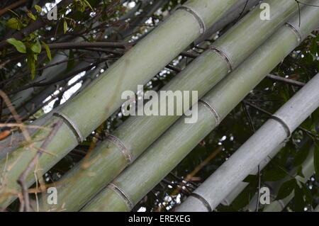 Bambù giapponese Phyllostachys Aurea Koi legname forest Giappone lascia diritta Foto Stock