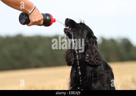 Bere English Cocker Spaniel Foto Stock