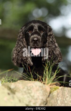 English Cocker Spaniel ritratto Foto Stock