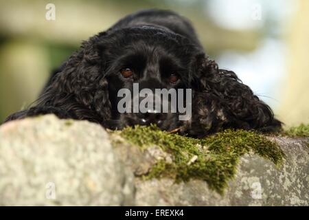 Giacente English Cocker Spaniel Foto Stock