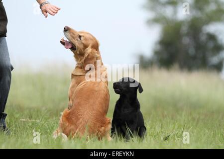 2 cani Foto Stock